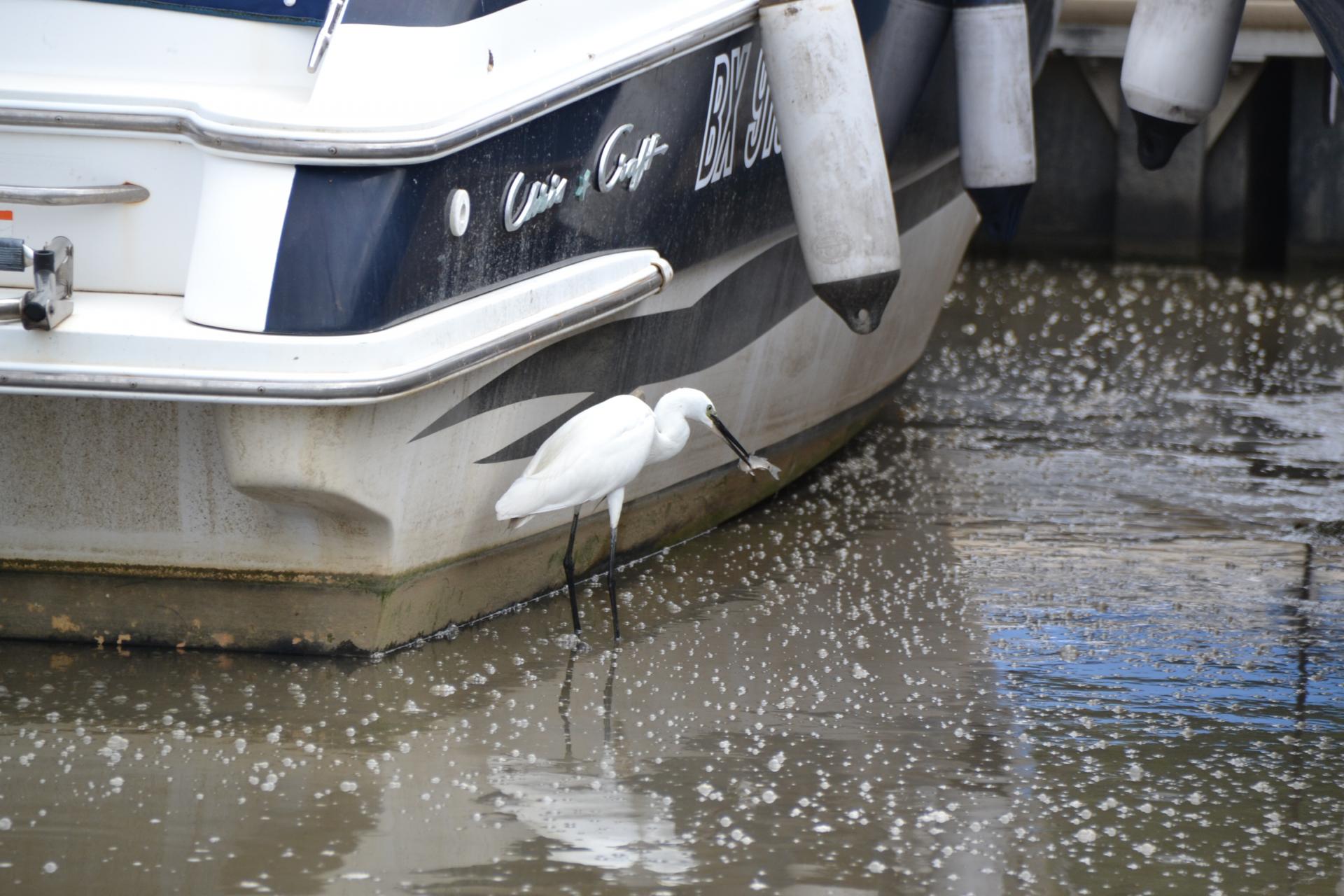 Aigrette en pêche au port