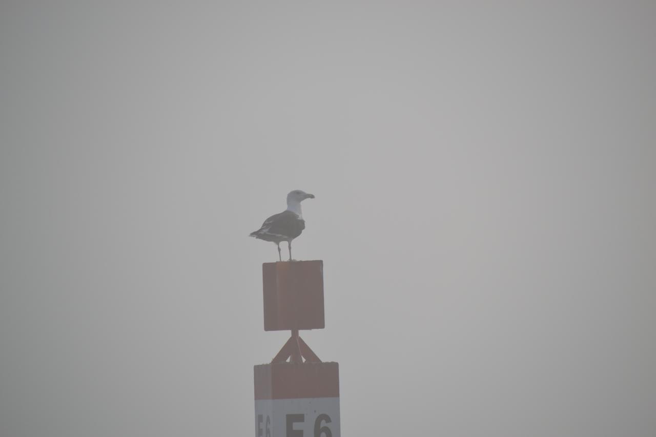 que de brume se dit la mouette !