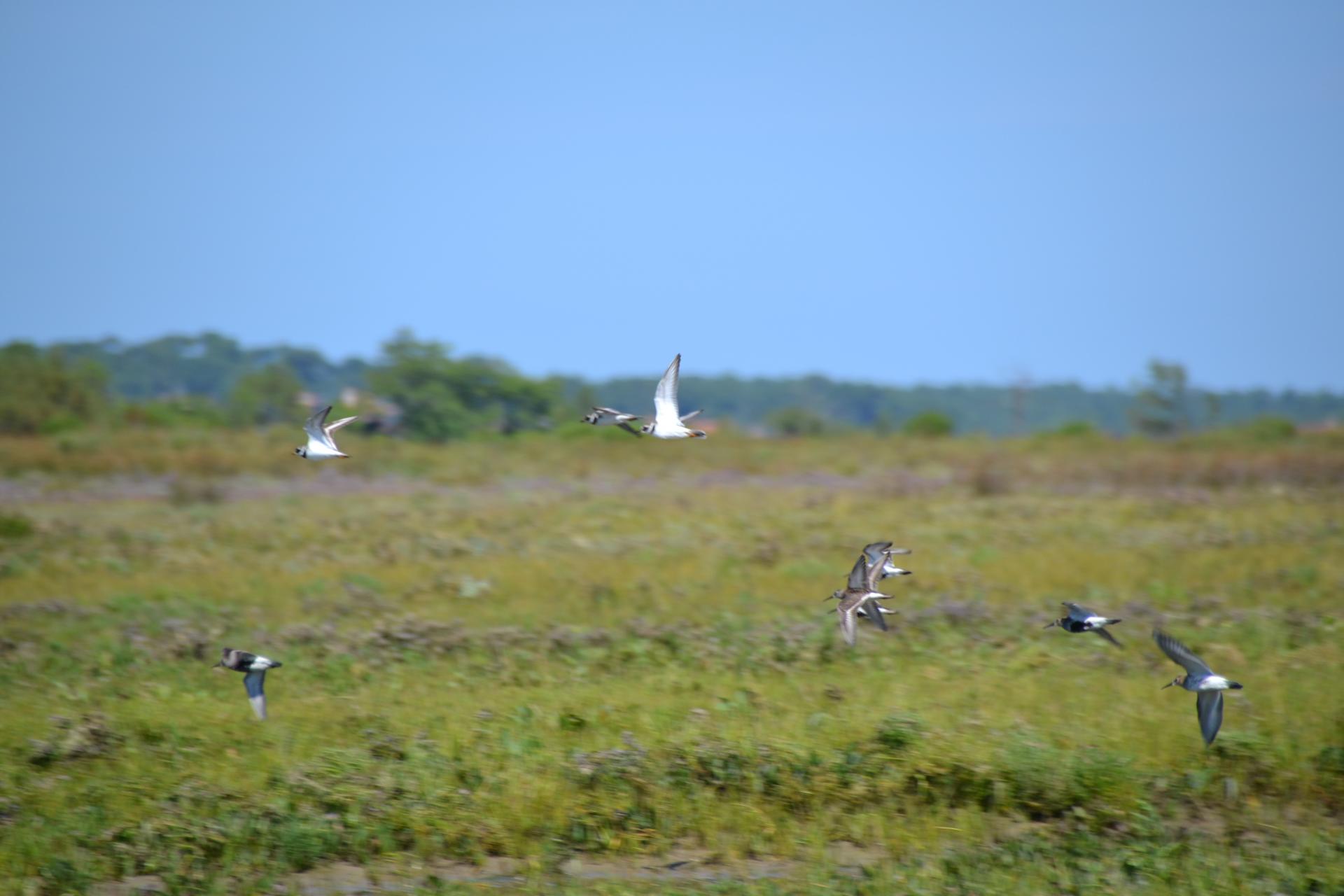 Ile aux Oiseaux