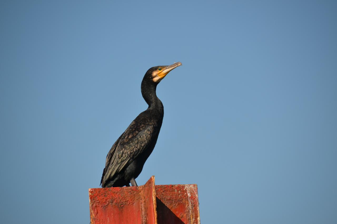 Cormoran au chenal de Taussat - septembre 2015