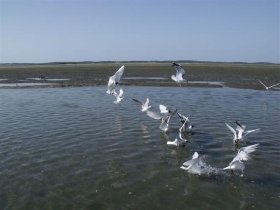 Les mouettes