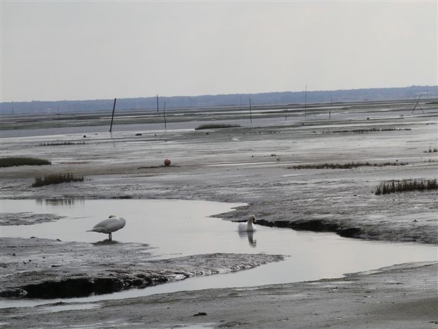 Le chenal et les cygnes